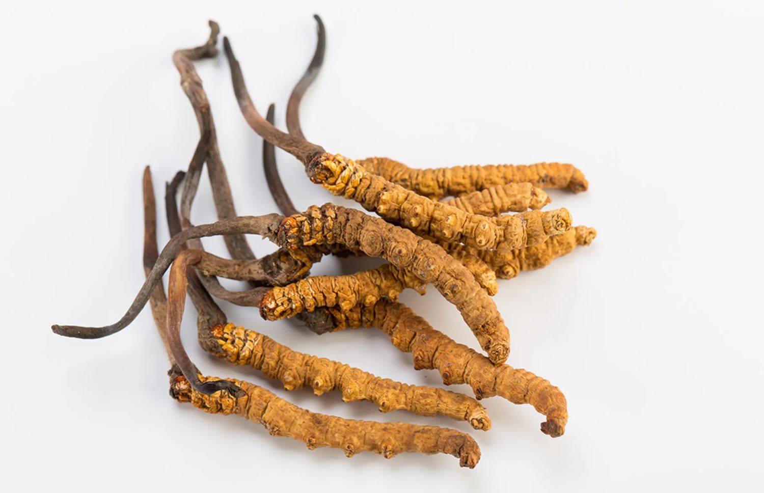 cordyceps sinensis