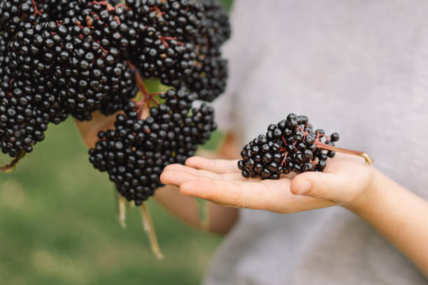 elderberry gummies (2)