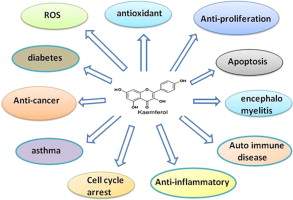 kaempferol benefits