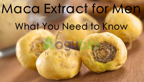 maca extract 1