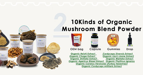 What Is Mushroom Extract Powder And What Can It Do For You?