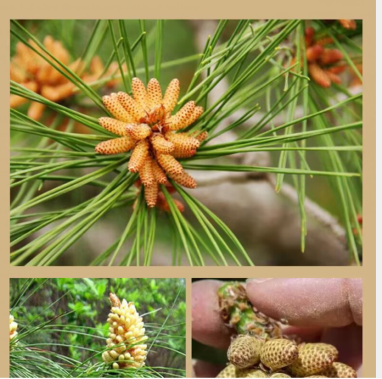 Aogubio supply broken pine pollen tablet /capsule with your private label