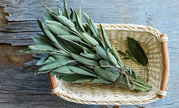 Concentrated Herbal Extract sage leaf capsules improve memory and reduce cancer risk