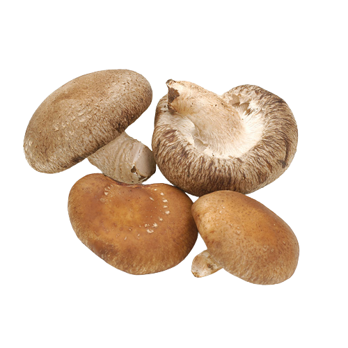 shiitake mushroom