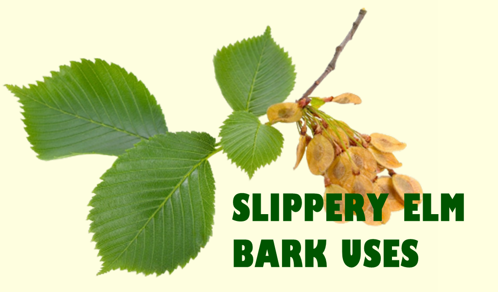 slippery elm bark extract 1