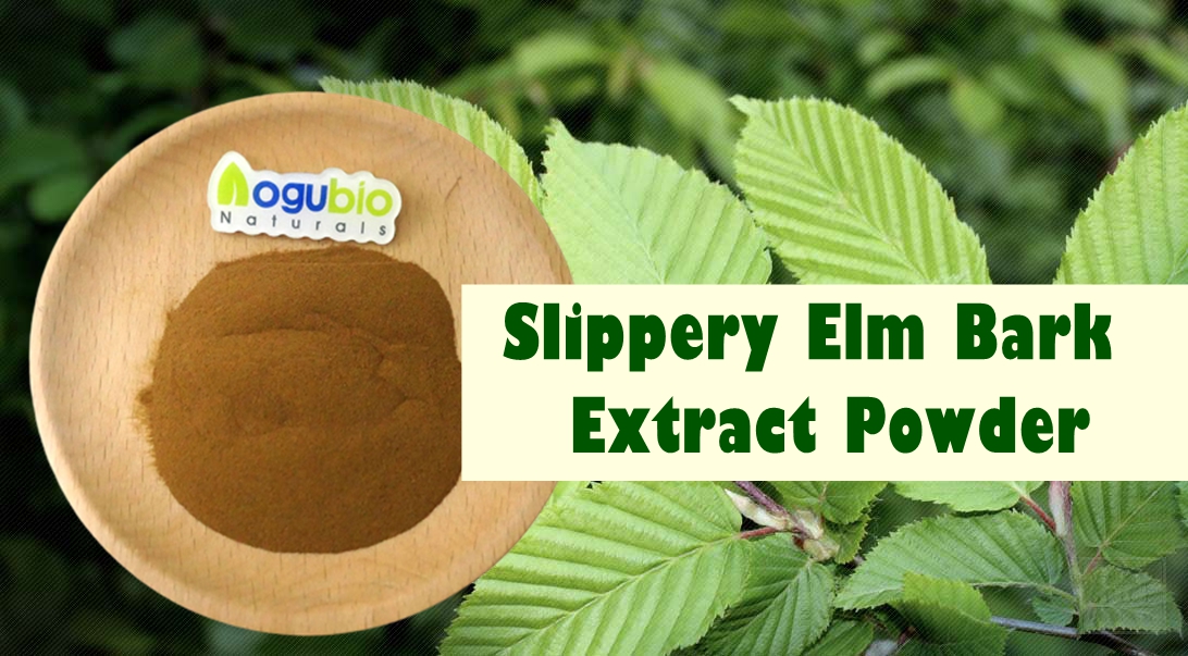 Slippery elm bark extract is A Powerful and Versatile powder