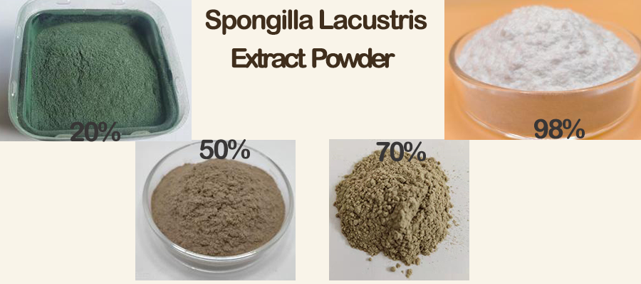 spongilla-lacustris-extract