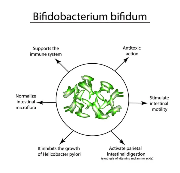 useful bifidobacterium-bifidum