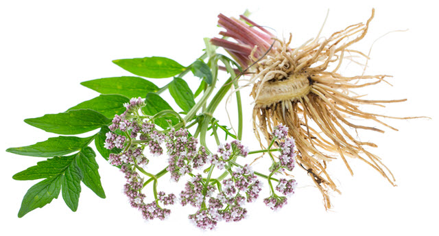 What is valerian