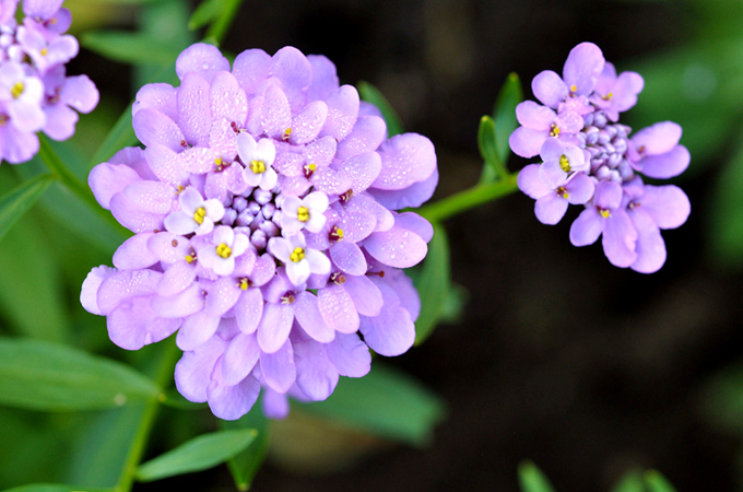 Annual Candytuft