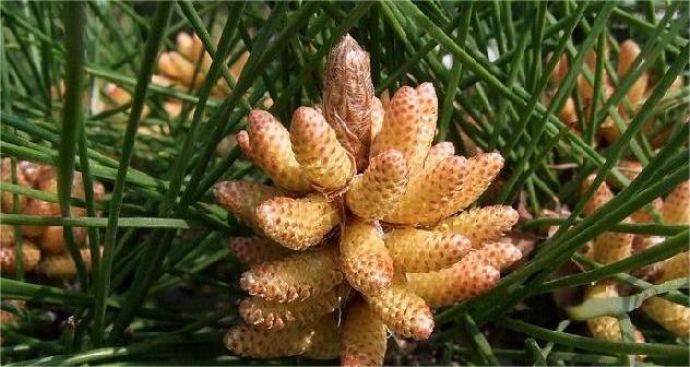 Pine pollen