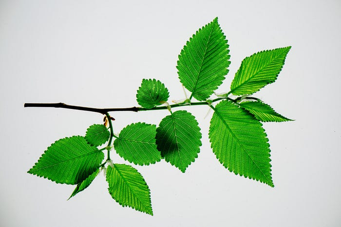 What are the benefits of Slippery Elm Extract?